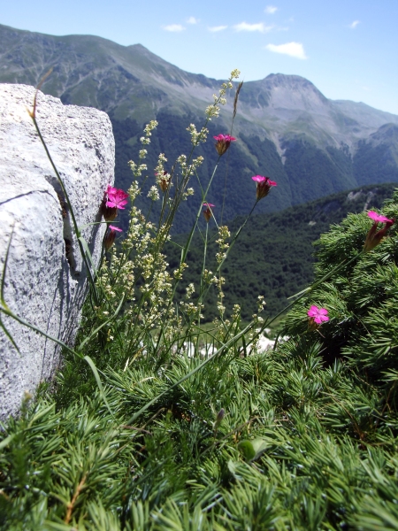 Fioriture in quota